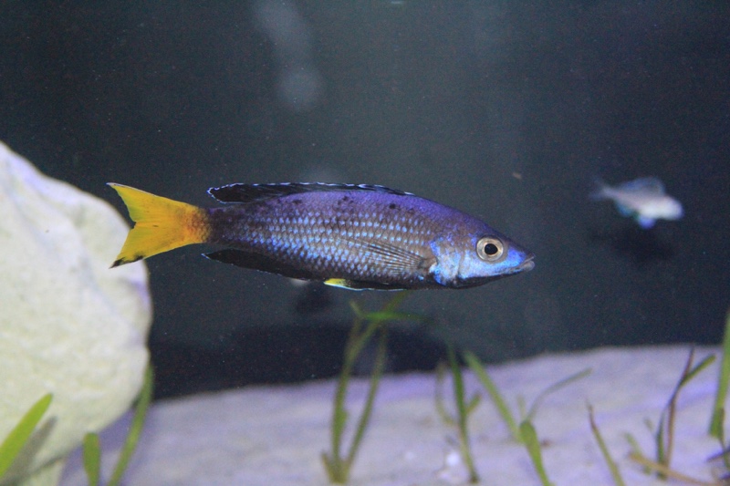 Cyprichromis sp. 'brilliant jumbo' Kitumba
